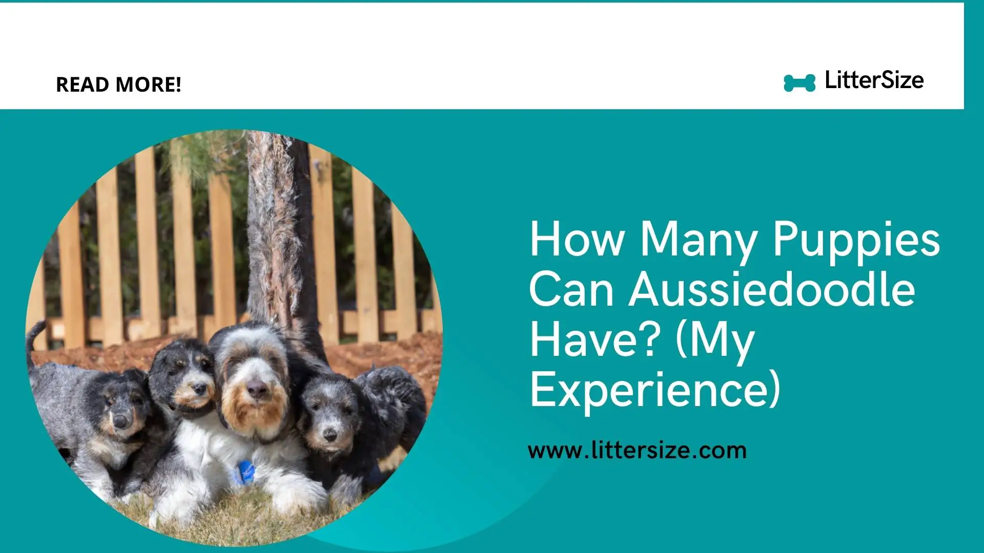 How Many Puppies Can Aussiedoodle Have? (My Experience)