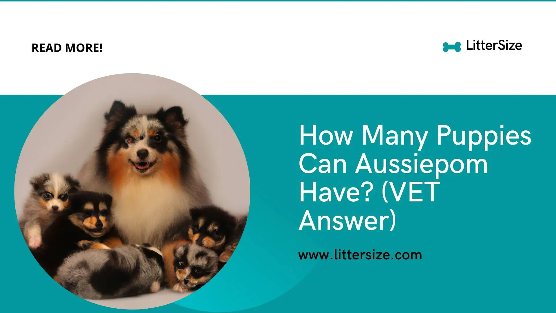 How Many Puppies Can Aussiepom Have? (VET Answer)