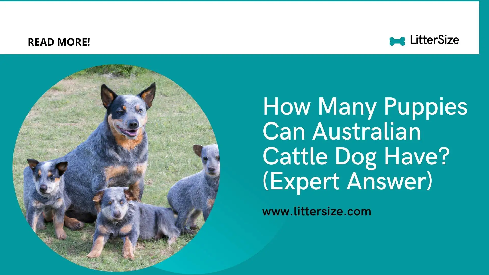 How Many Puppies Can Australian Cattle Dog Have? (Expert Answer)
