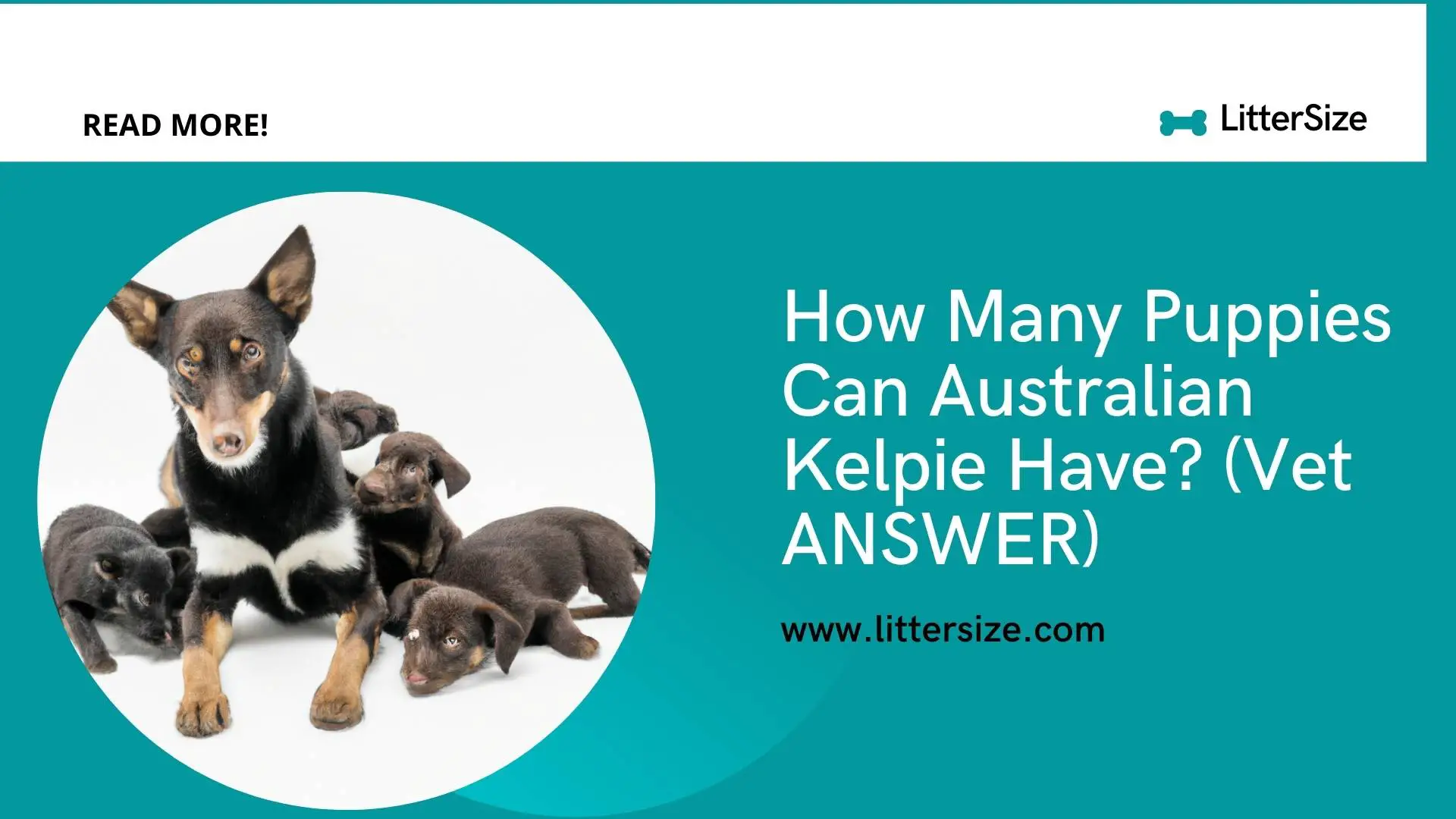 How Many Puppies Can Australian Kelpie Have? (Vet ANSWER)