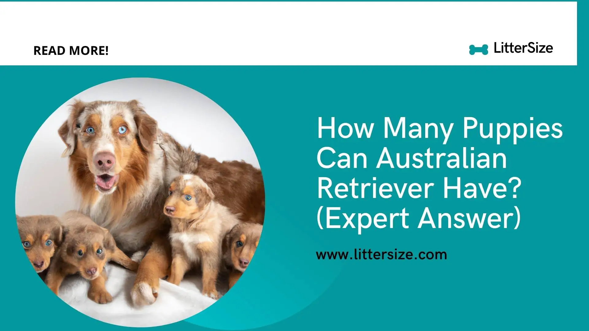 How Many Puppies Can Australian Retriever Have? (Expert Answer)