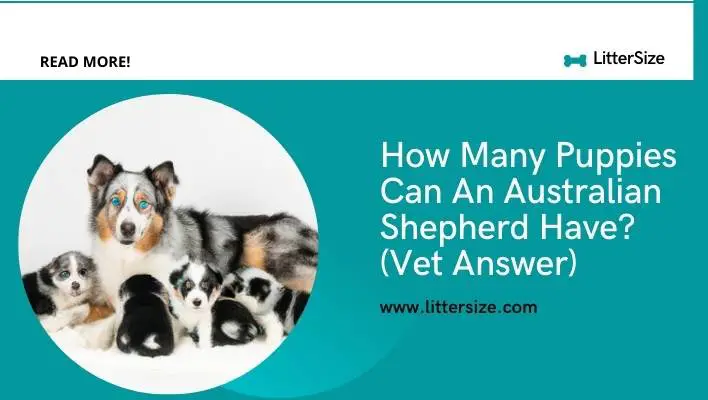 How Many Puppies Can An Australian Shepherd Have? (Vet Answer)