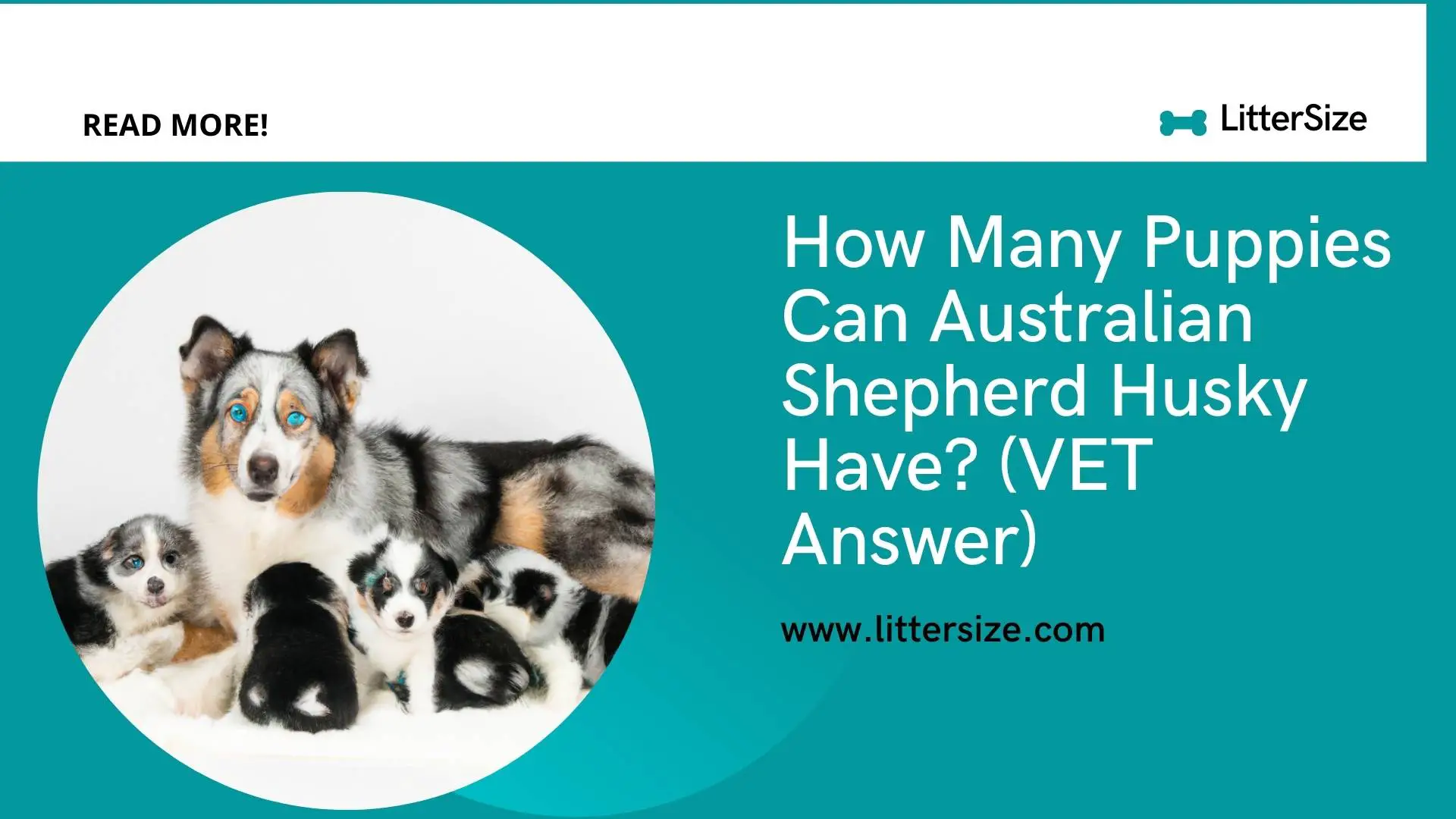 How Many Puppies Can Australian Shepherd Husky Have? (VET Answer)