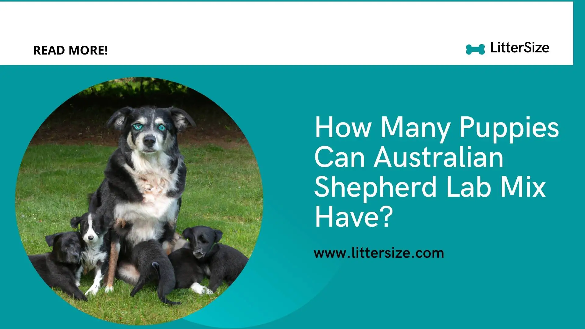 How Many Puppies Can Australian Shepherd Lab Mix Have?