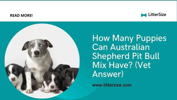 How Many Puppies Can Australian Shepherd Pit Bull Mix Have? (Vet Answer)