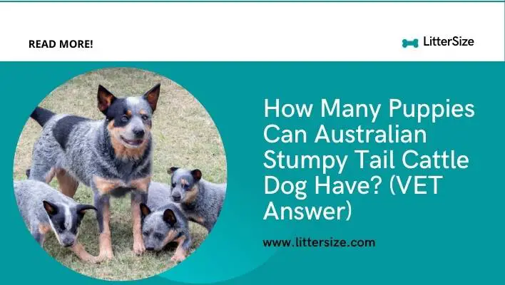 How Many Puppies Can Australian Stumpy Tail Cattle Dog Have? (VET Answer)