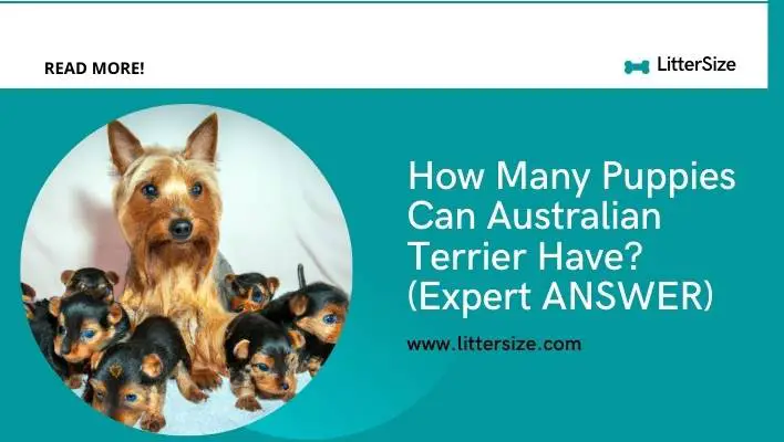 How Many Puppies Can Australian Terrier Have? (Expert ANSWER)