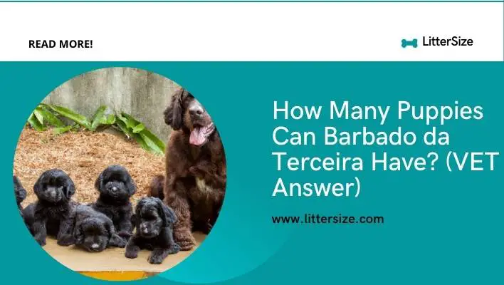 How Many Puppies Can Barbado da Terceira Have? (VET Answer)