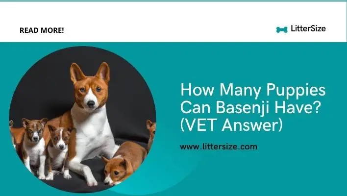 How Many Puppies Can Basenji Have? (VET Answer)