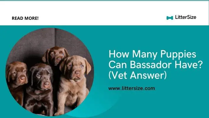 How Many Puppies Can Bassador Have? (Vet Answer)