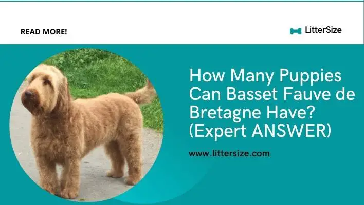 How Many Puppies Can Basset Fauve de Bretagne Have? (Expert ANSWER)