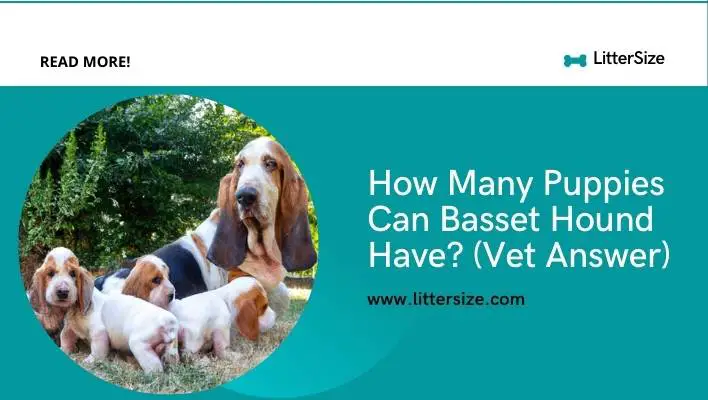 How Many Puppies Can Basset Hound Have? (Vet Answer)