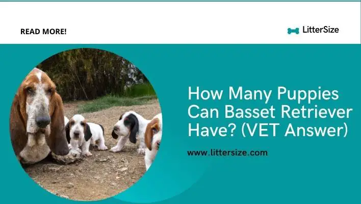 How Many Puppies Can Basset Retriever Have? (VET Answer)