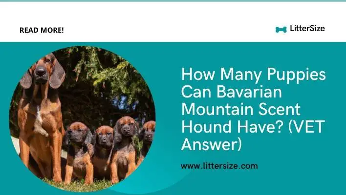 How Many Puppies Can Bavarian Mountain Scent Hound Have? (VET Answer)