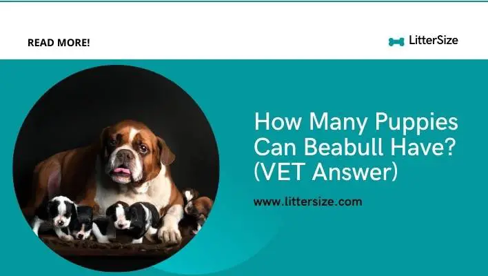 How Many Puppies Can Beabull Have? (VET Answer)