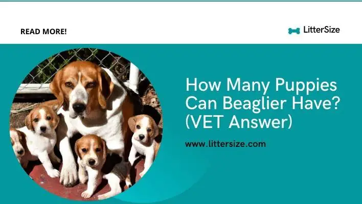 How Many Puppies Can Beaglier Have? (VET Answer)