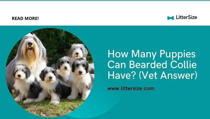 How Many Puppies Can Bearded Collie Have? (Vet Answer)