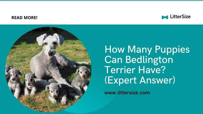How Many Puppies Can Bedlington Terrier Have? (Expert Answer)