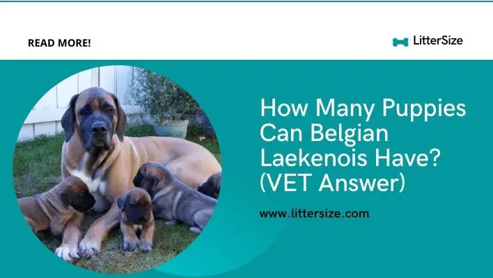 How Many Puppies Can Belgian Laekenois Have? (VET Answer)