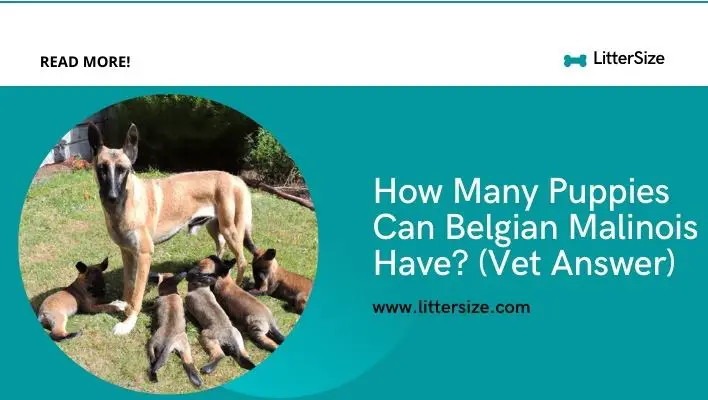 How Many Puppies Can Belgian Malinois Have? (Vet Answer)