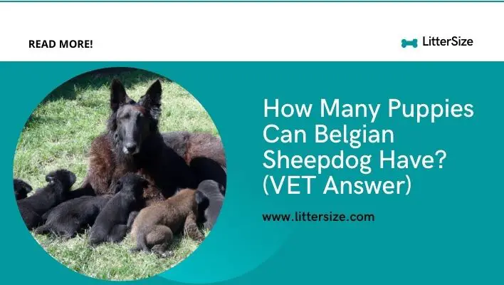 How Many Puppies Can Belgian Sheepdog Have? (VET Answer)