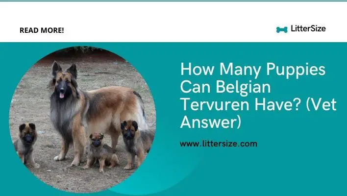 How Many Puppies Can Belgian Tervuren Have? (Vet Answer)