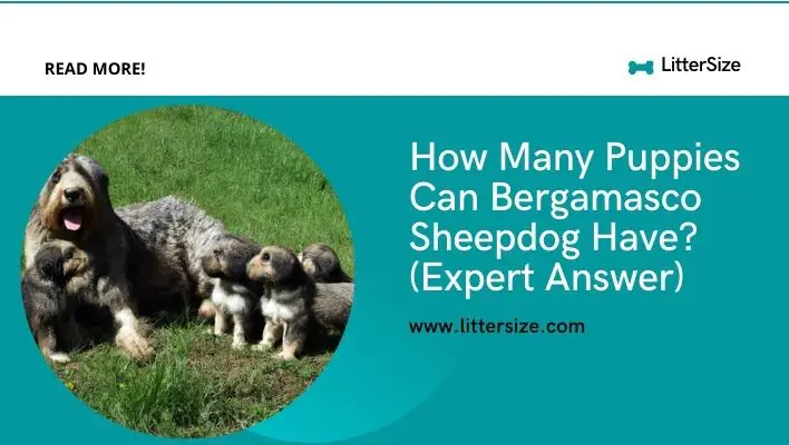 How Many Puppies Can Bergamasco Sheepdog Have? (Expert Answer)