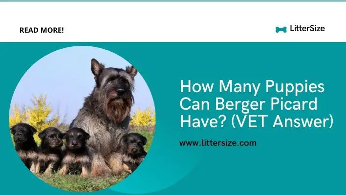 How Many Puppies Can Berger Picard Have? (VET Answer)