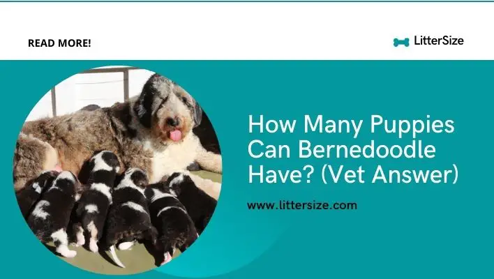 How Many Puppies Can Bernedoodle Have? (Vet Answer)