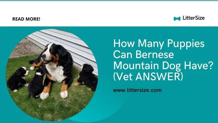 How Many Puppies Can Bernese Mountain Dog Have? (Vet ANSWER)