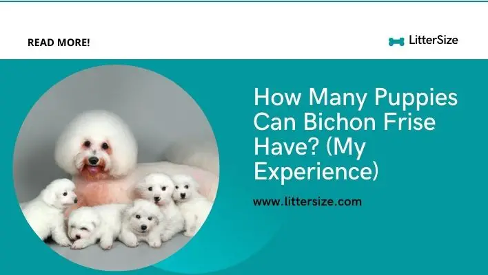 How Many Puppies Can Bichon Frise Have? (My Experience)