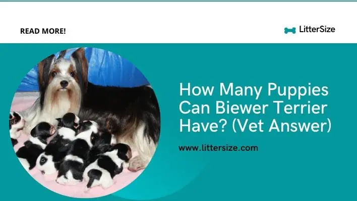 How Many Puppies Can Biewer Terrier Have? (Vet Answer)
