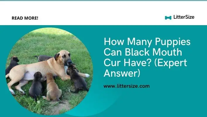 How Many Puppies Can Black Mouth Cur Have? (Expert Answer)