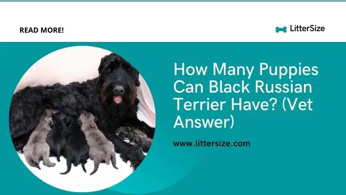 How Many Puppies Can Black Russian Terrier Have? (Vet Answer)