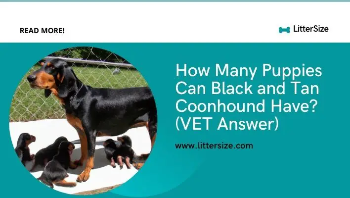 How Many Puppies Can Black and Tan Coonhound Have? (VET Answer)