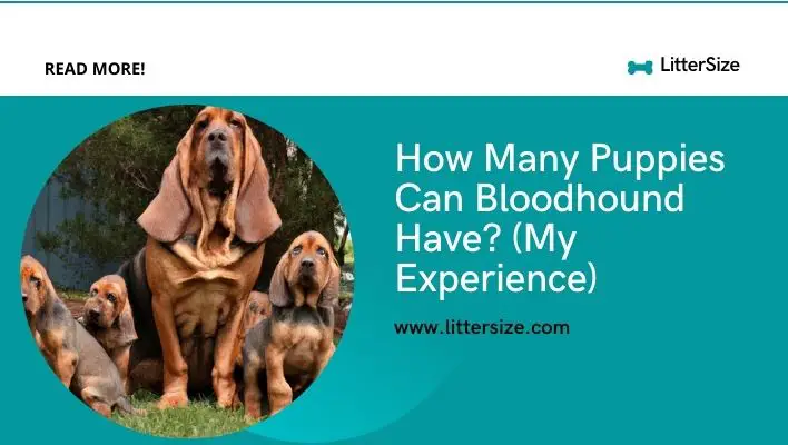 How Many Puppies Can Bloodhound Have? (My Experience)