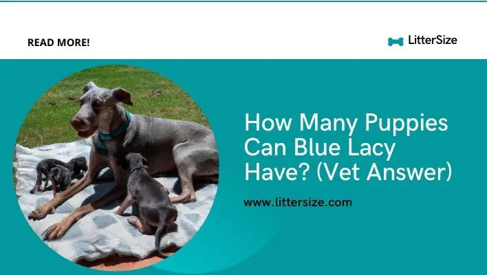 How Many Puppies Can Blue Lacy Have? (Vet Answer)