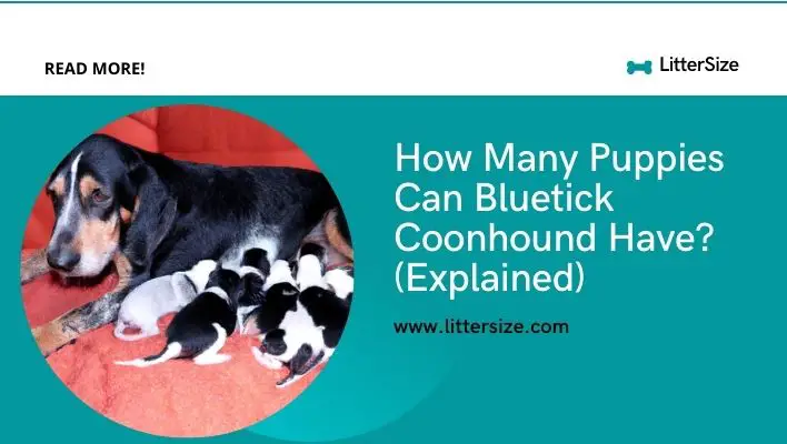 How Many Puppies Can Bluetick Coonhound Have? (Explained)