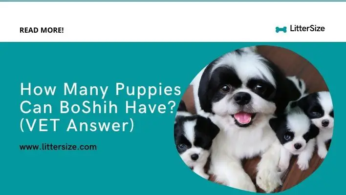 How Many Puppies Can BoShih Have? (VET Answer)