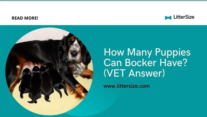 How Many Puppies Can Bocker Have? (VET Answer)