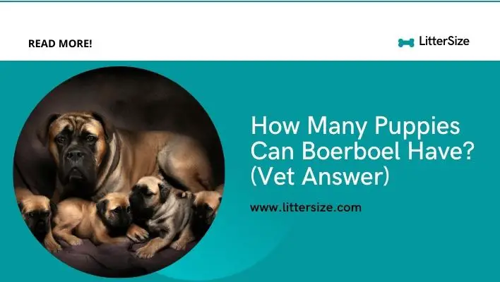 How Many Puppies Can Boerboel Have? (Vet Answer)