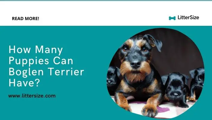 How Many Puppies Can Boglen Terrier Have?