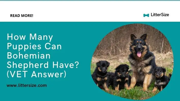 How Many Puppies Can Bohemian Shepherd Have? (VET Answer)