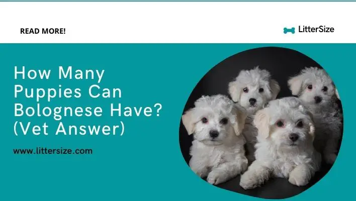 How Many Puppies Can Bolognese Have? (Vet Answer)