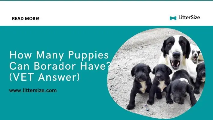 How Many Puppies Can Borador Have? (VET Answer)