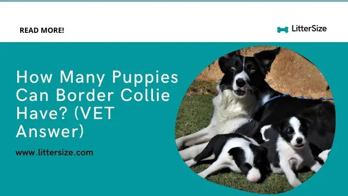 How Many Puppies Can Border Collie Have? (VET Answer)
