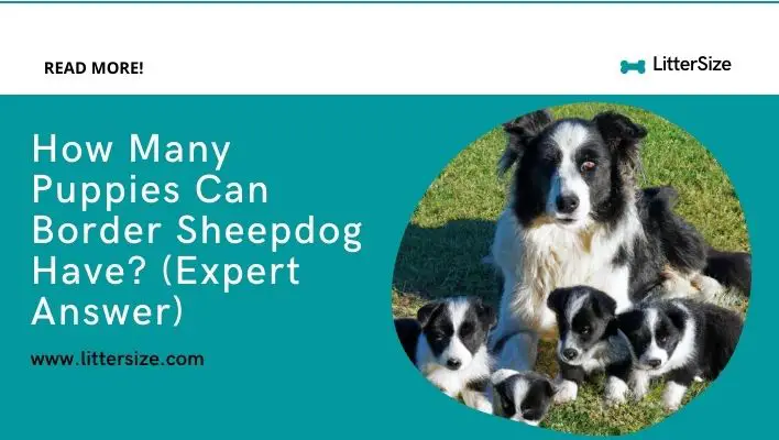 How Many Puppies Can Border Sheepdog Have? (Expert Answer)