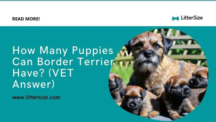 How Many Puppies Can Border Terrier Have? (VET Answer)