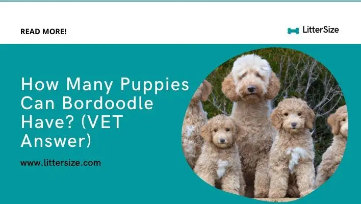 How Many Puppies Can Bordoodle Have? (VET Answer)