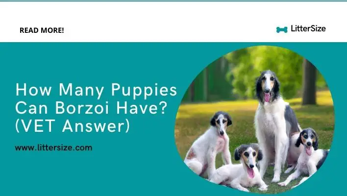 How Many Puppies Can Borzoi Have? (VET Answer)